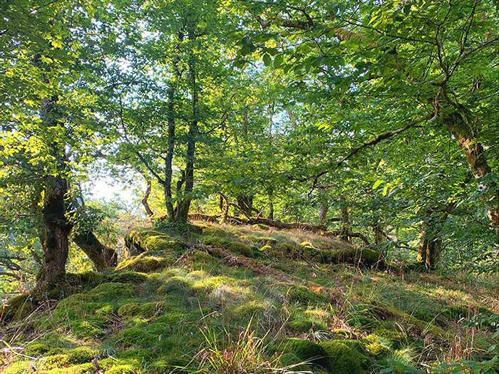 Old-Growth Forest with Moss and Spots of Sunlight