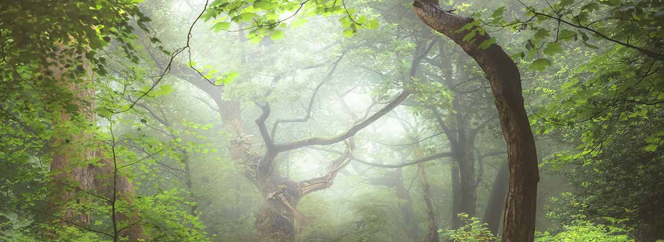 Forest Conversation in Germany