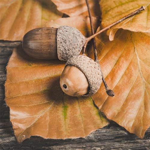 Acorns on Beech Leaves
