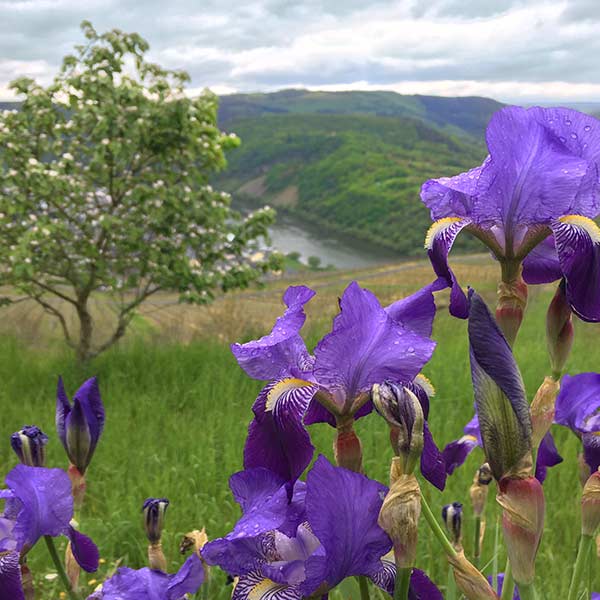 Purple Meadow Iris and the Moselle river