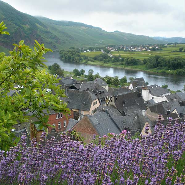 Ürziger Würzgarten above the river Mosel