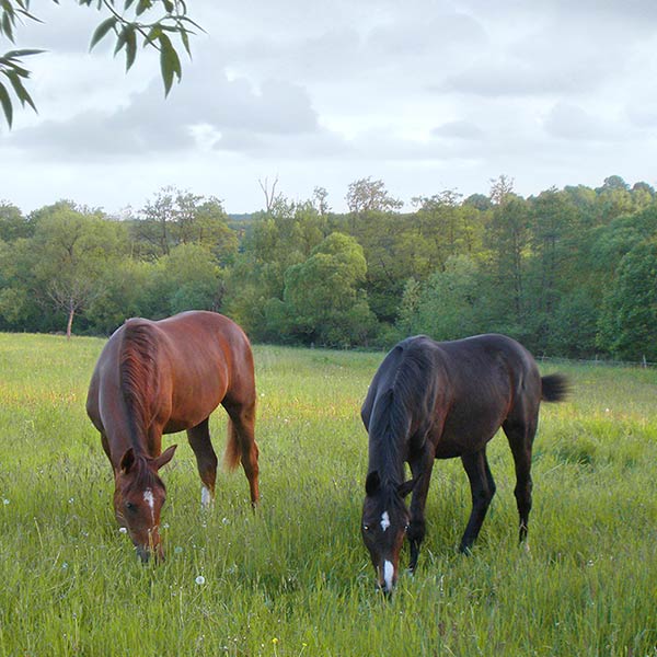 Horses grazing in the fields