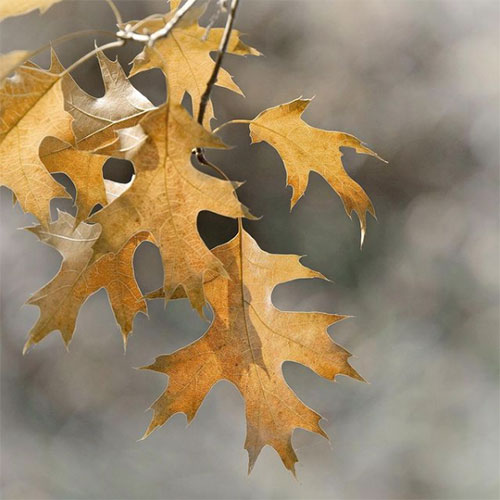 Oak leaves with bizarre shapes